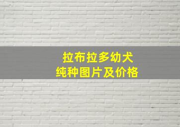 拉布拉多幼犬纯种图片及价格